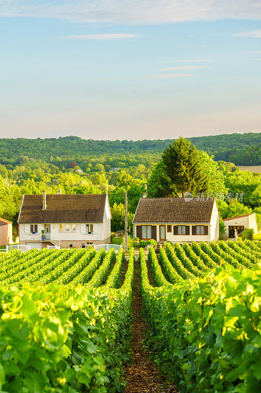 葡萄绿葡萄在香槟葡萄园在蒙太奇德兰斯在乡村背景，法国