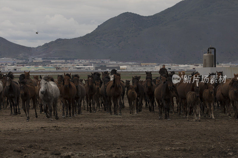 马群奔跑在沙漠沙尘暴对抗戏剧性的天空