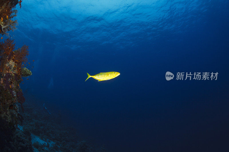 金枪鱼鱼海洋生物黄色金枪鱼珊瑚礁水下照片