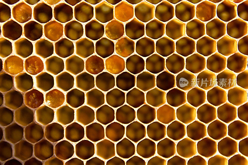 蜂房充满蜂蜜特写。
