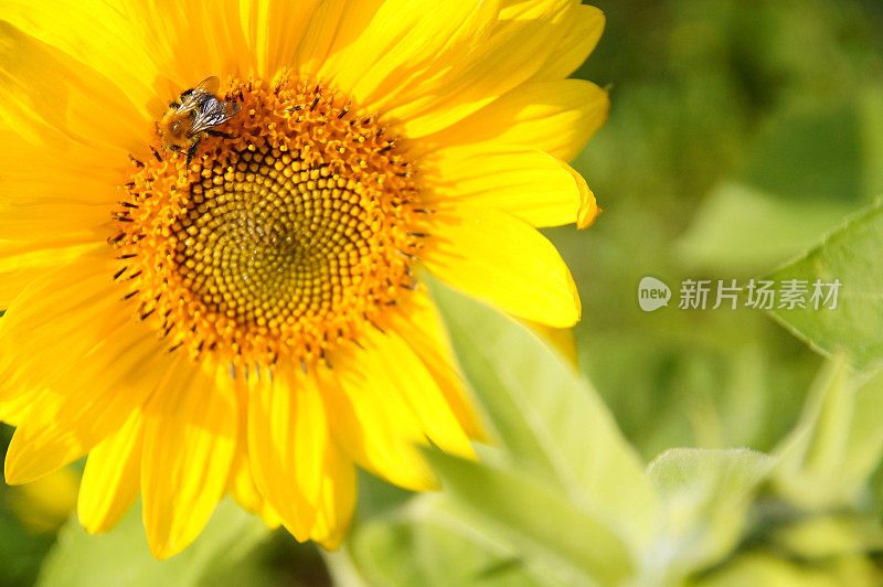 野生蜜蜂和大黄蜂授粉向日葵特写