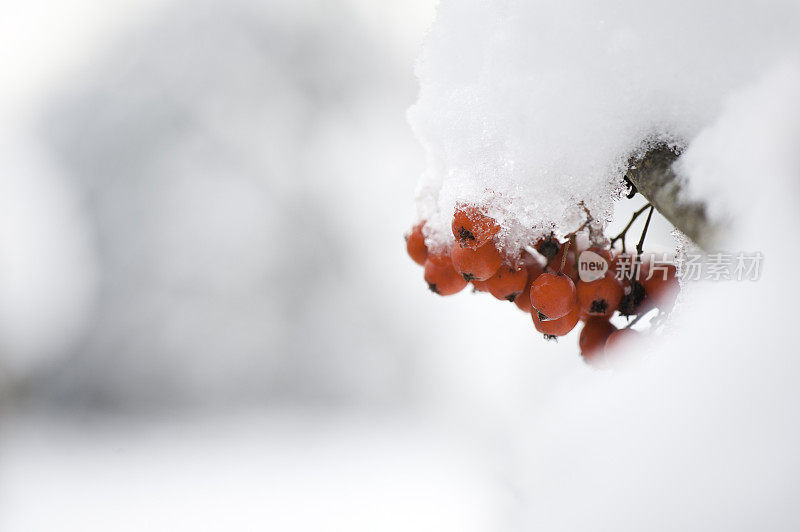 白雪覆盖着红玫瑰果