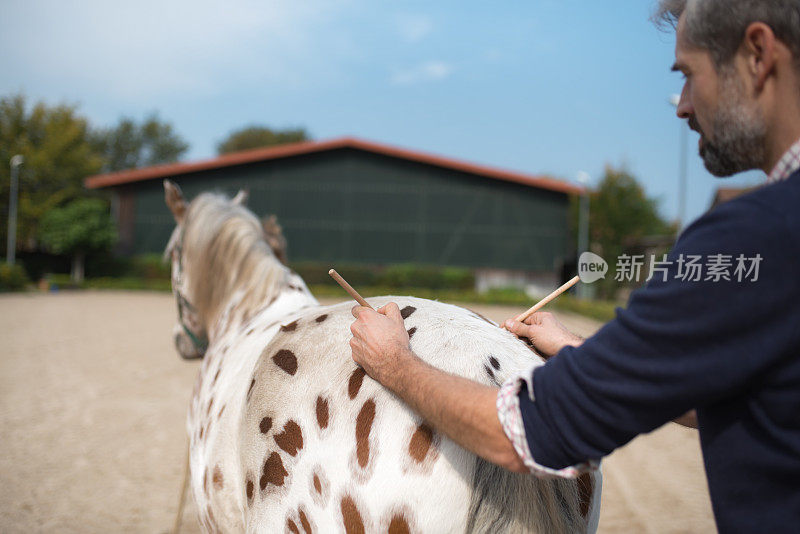 兽医为斑点马做针灸