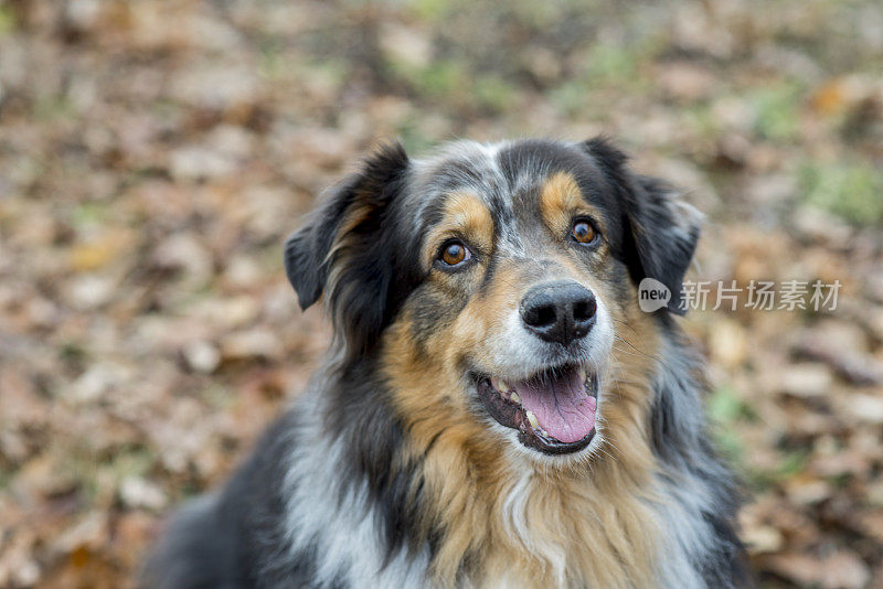 纯种的澳大利亚牧羊犬