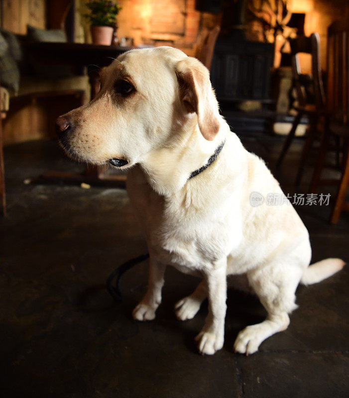 科茨沃尔德的拉布拉多寻回犬