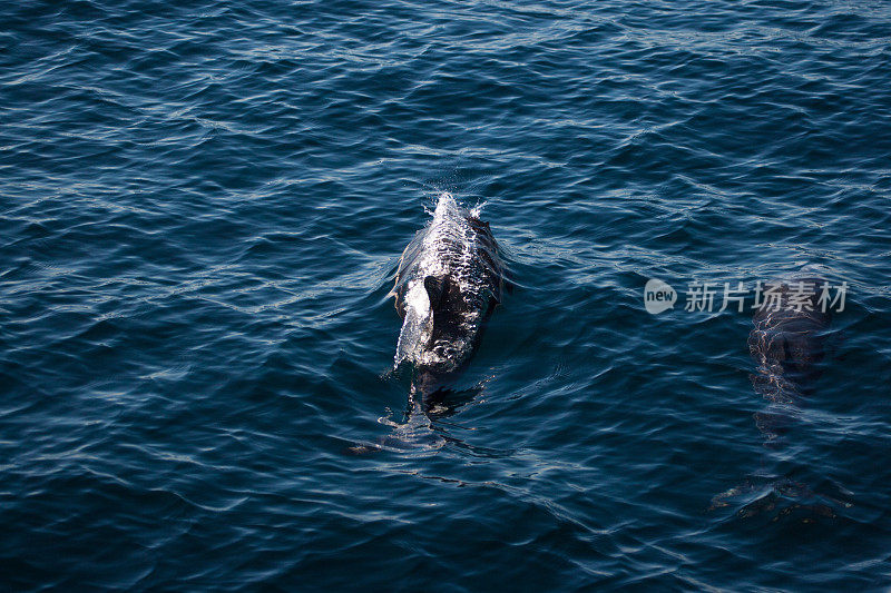 海豚在水里玩耍