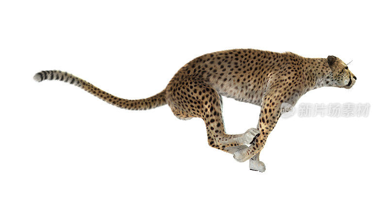 3D渲染大猫猎豹在白色