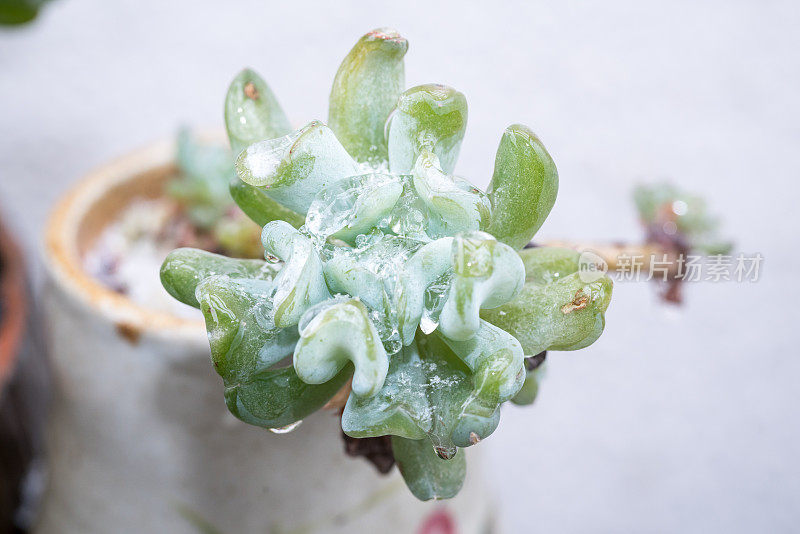 冻雨后盆栽肉质植物