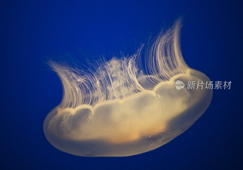 水母在水族馆