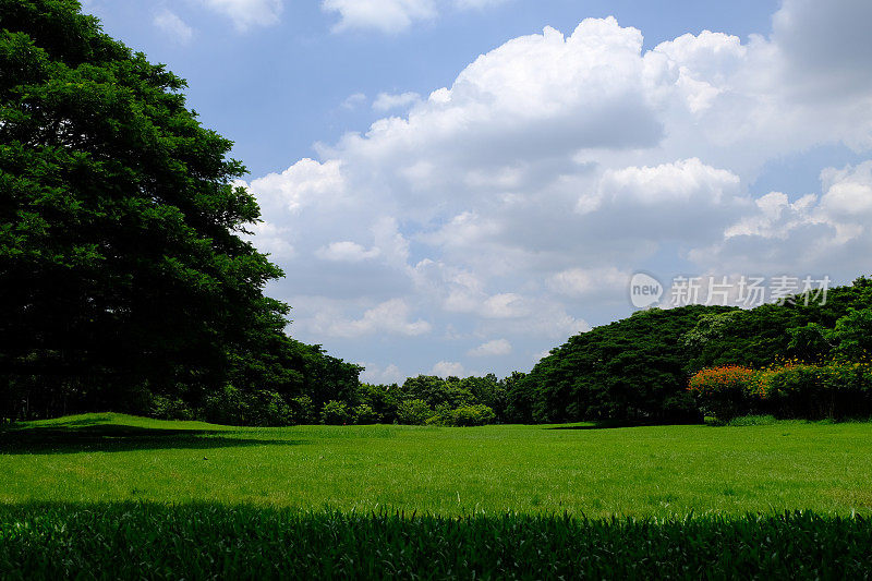 田野的绿色草坪和树木与Cloudscape