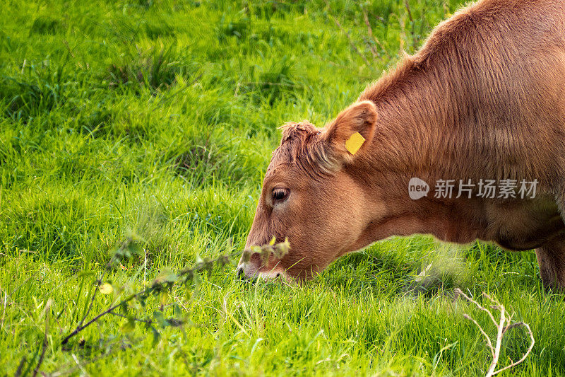 在德国北部绿色草地上吃东西的棕色奶牛