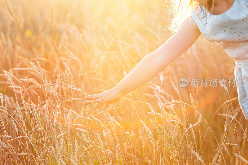 小女孩子们手摸着麦田里的麦穗，夕阳轻照