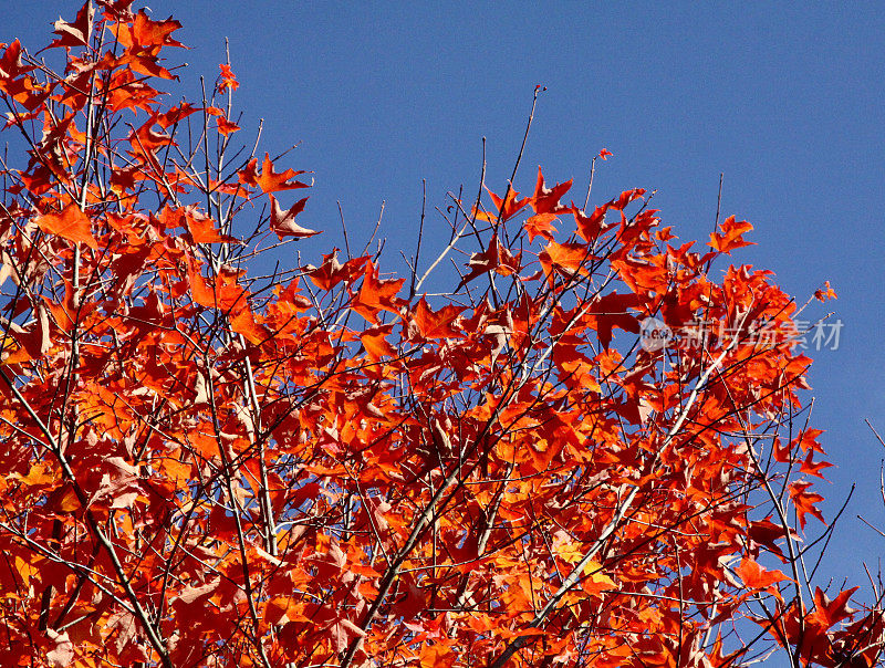 鲜红的树叶开始飘落