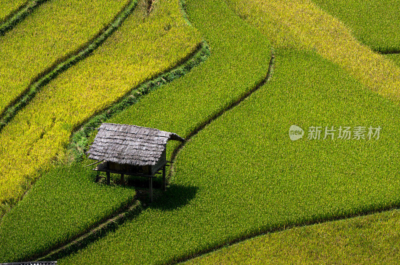 越南西北部盐白省木仓寨地区梯田上的稻田