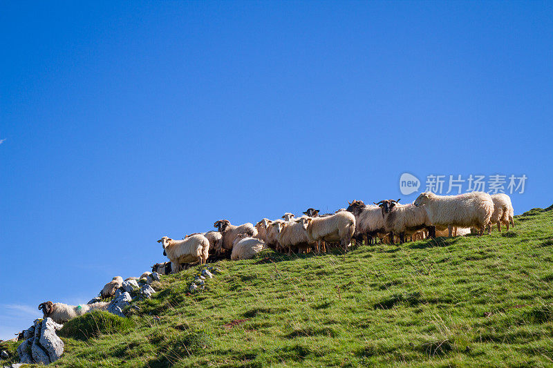 一群羊在山顶上挤作一团