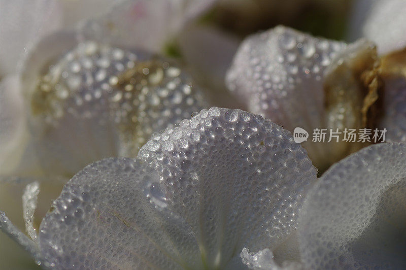 雨滴落在花瓣上