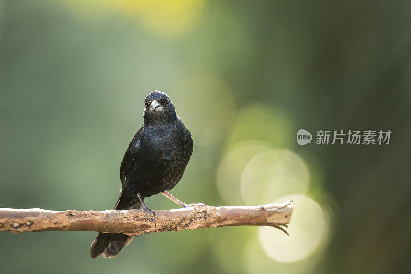 红宝石冠唐纳雀