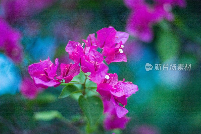 美丽、鲜艳的花朵生长在三亚的热带地区。我是在街上长大的。中国