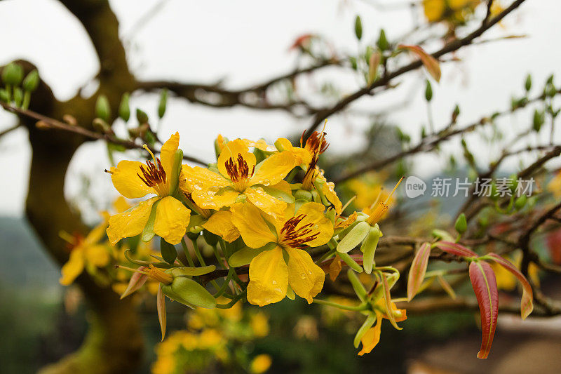 桃树上开着黄色的花，带着雨滴。色调,越南。