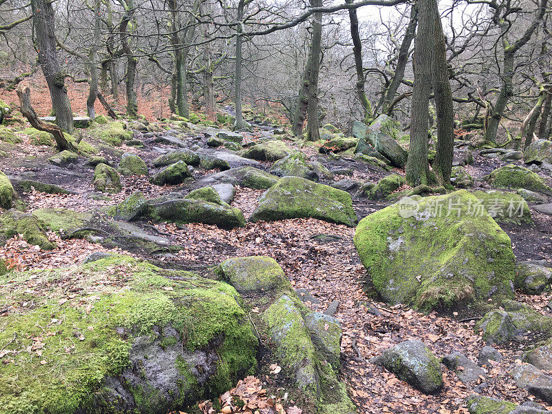 在冬季林地里，苔藓覆盖着巨石