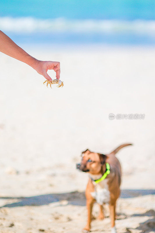一只狗在沙滩上和一只小螃蟹玩耍