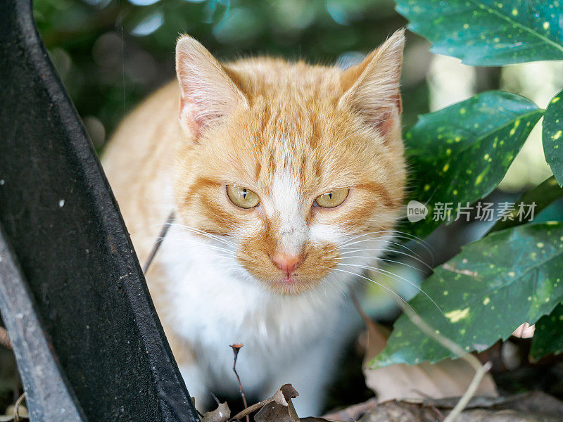 一只黄条纹猫的肖像藏在草丛中，表情警觉。