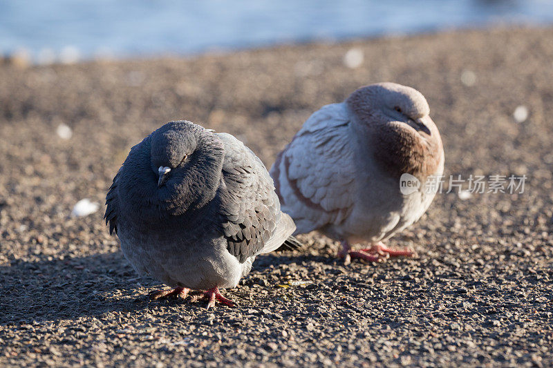 在一个寒冷的早晨，两只胖胖的岩鸽并肩站着