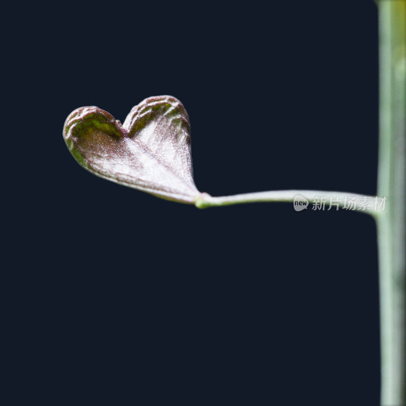 牧羊人钱包花的极端近距离照片