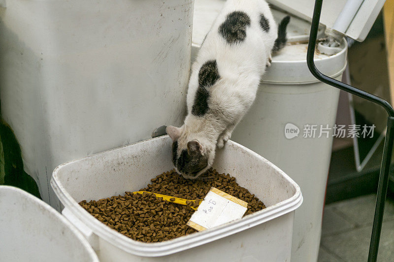 土耳其伊斯坦布尔卡迪科伊街头的流浪猫在吃商店的猫粮