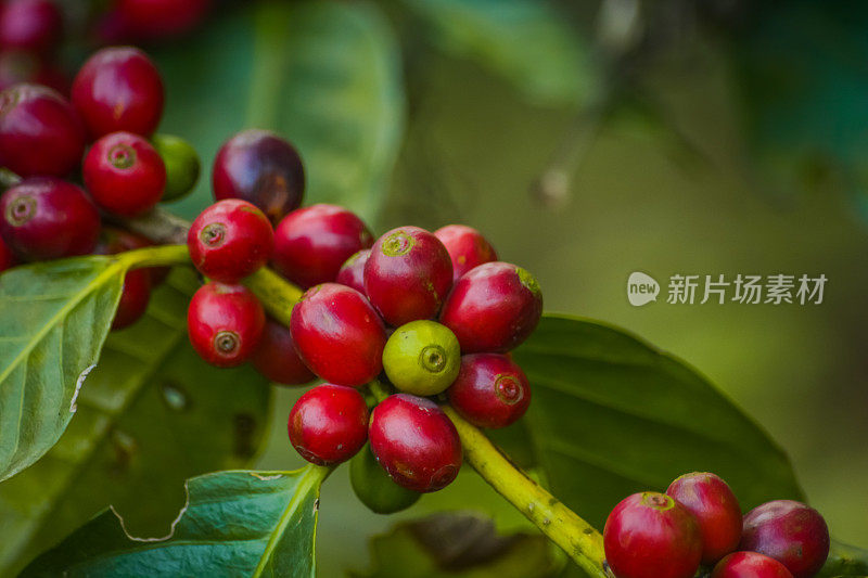 红咖啡樱桃特写