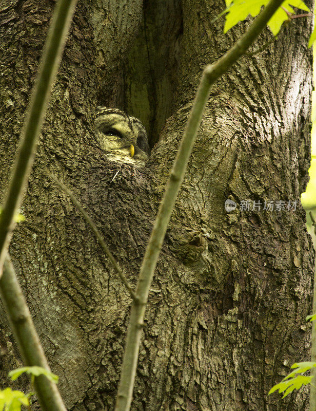 在树上筑巢的斑驳猫头鹰雏鸟