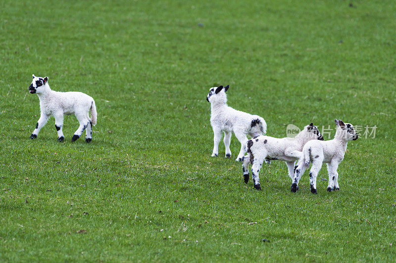 苏格兰西南部邓弗里斯和加洛韦田野里的春天的羔羊