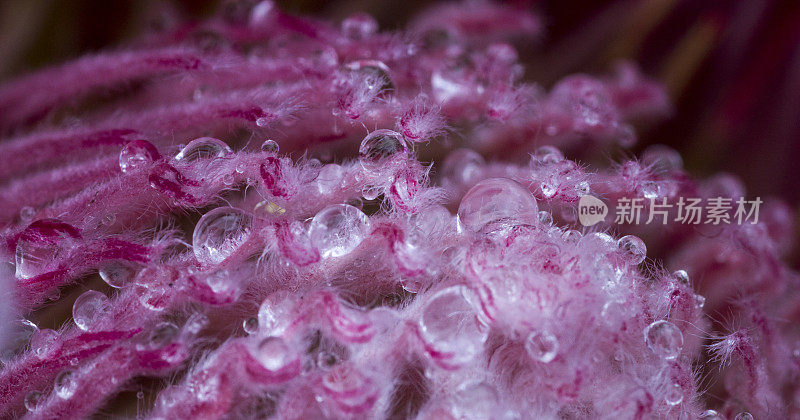 大而独特的花朵