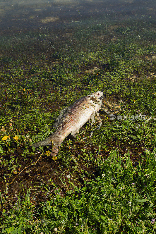 水质污染-死鱼尸体在浅水中腐烂
