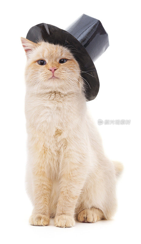 猫在帽子。
