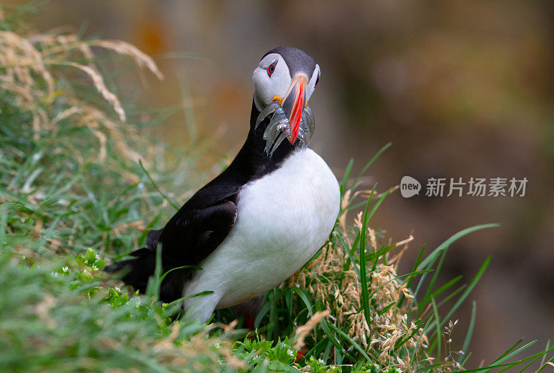 大西洋海雀