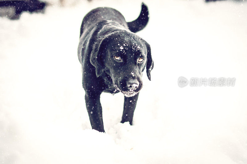 玩雪