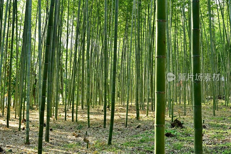 京都佐野的竹林