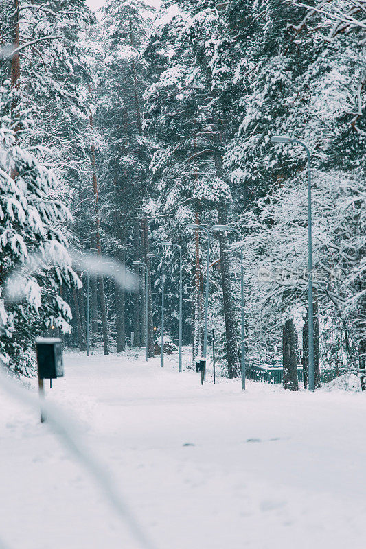 神奇的雪覆盖了树木。美丽的冬天的风景