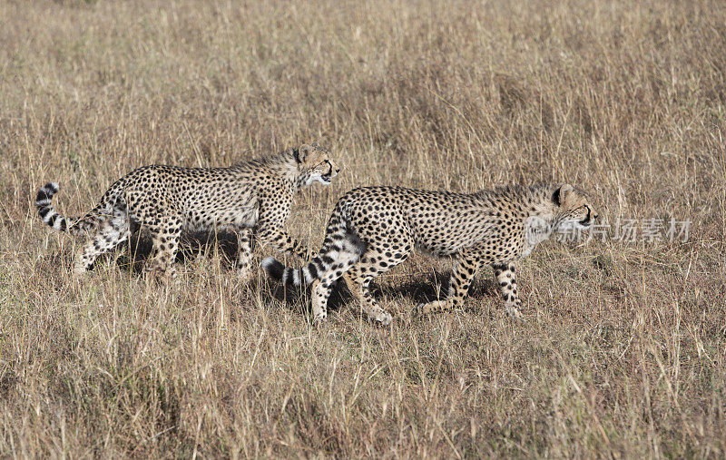 两只猎豹在肯尼亚马赛马拉的大草原上行走。