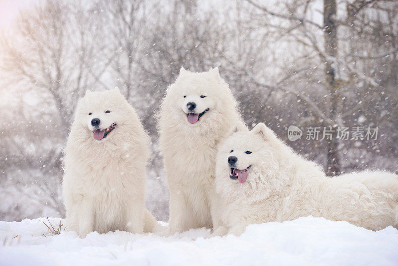 萨摩耶犬(冬天)