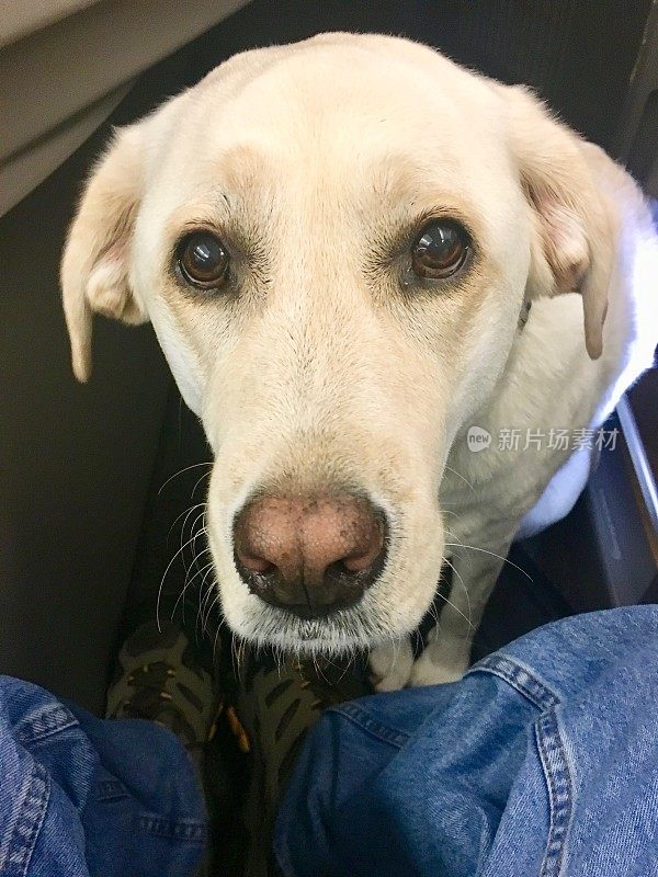 飞机上的拉布拉多寻回犬