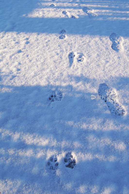 在冬天的雪地里遛狗-足迹和印记