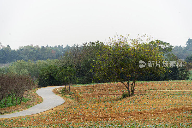 蜿蜒的乡间小路