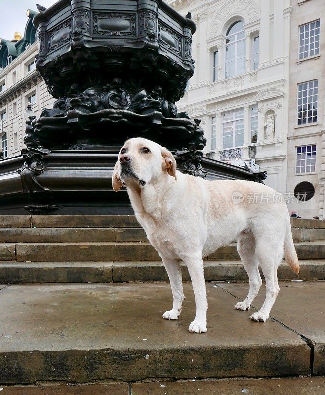伦敦的拉布拉多犬