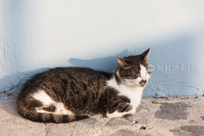 猫，美丽的自然动物照片