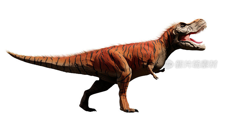 霸王龙，来自侏罗纪时期的霸王龙恐龙(3d恐龙渲染在白色背景上)