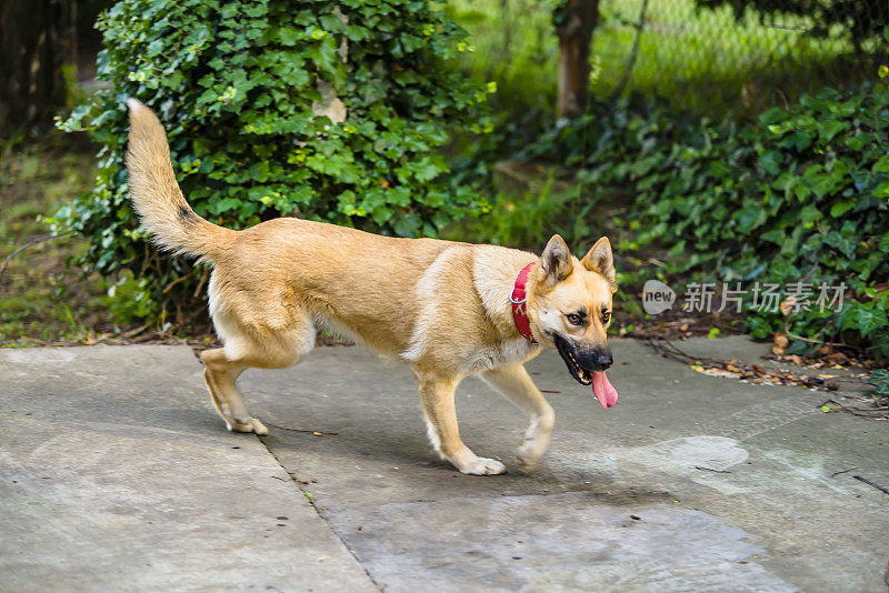 美丽的比利时玛利诺犬在自家院子里散步。