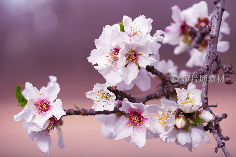 杏树花粉红色白色紫色开花枝春天背景微距摄影