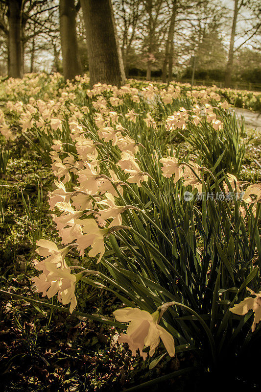 水仙花花园春日阳光旁路春日三月四月